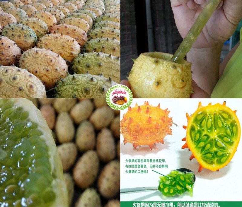 刺角瓜火参果种子批发