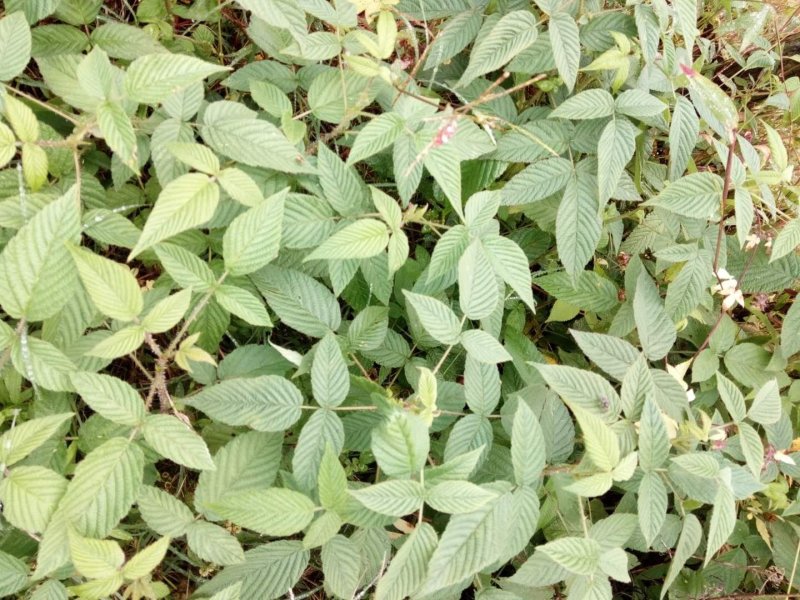 空心泡山莓红树莓实生苗根系发达易成活挂果快
