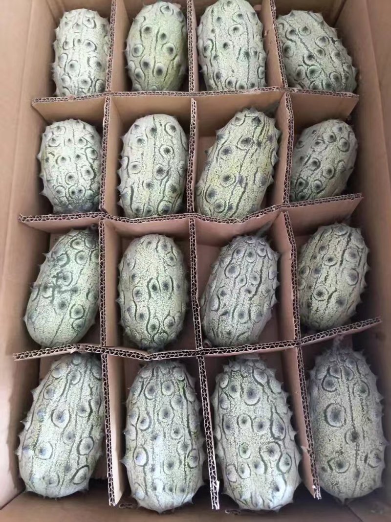 刺角瓜火参果种籽火星果精选种子