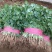 河北永年大叶香菜大量供应中可供大型批发市场，超市和电商