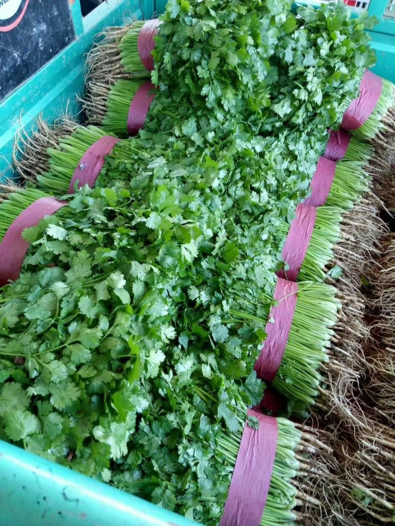 河北永年大叶香菜大量供应中可供大型批发市场，超市和电商