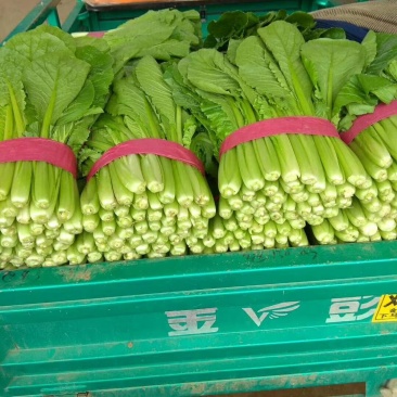 河北永年小白菜大量供应中可供超市和批发市场