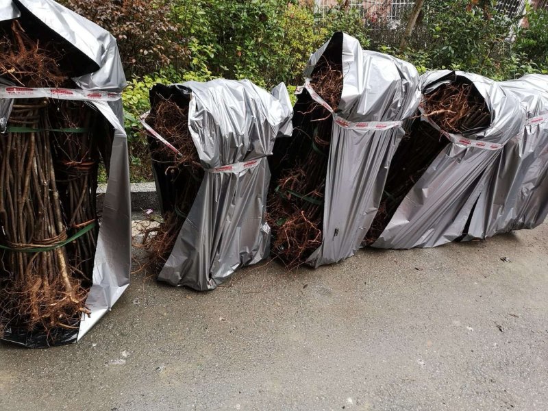 特色水果四照花果树苗石枣树种苗山荔枝实生裸根苗