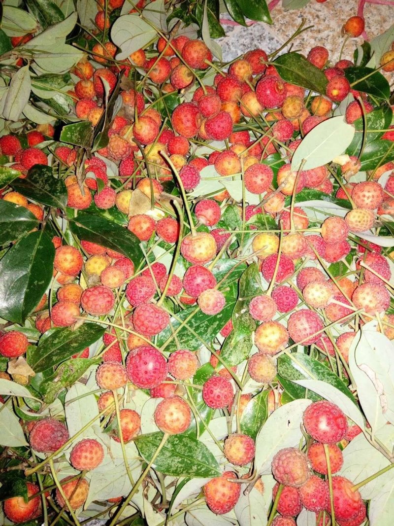 特色水果四照花果树苗石枣树种苗山荔枝实生裸根苗