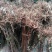 特色水果四照花果树苗石枣树种苗山荔枝实生裸根苗