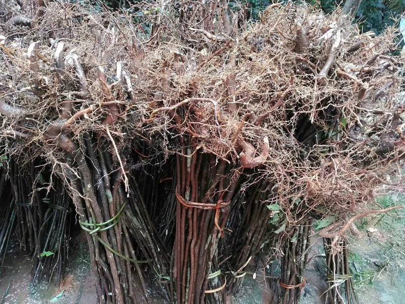 特色水果四照花果树苗石枣树种苗山荔枝实生裸根苗