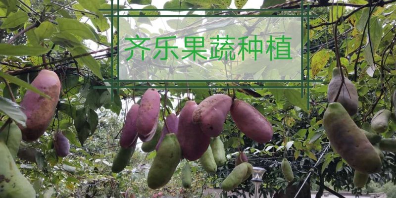 预知子八月瓜八月炸木通实生苗成活率高挂果快