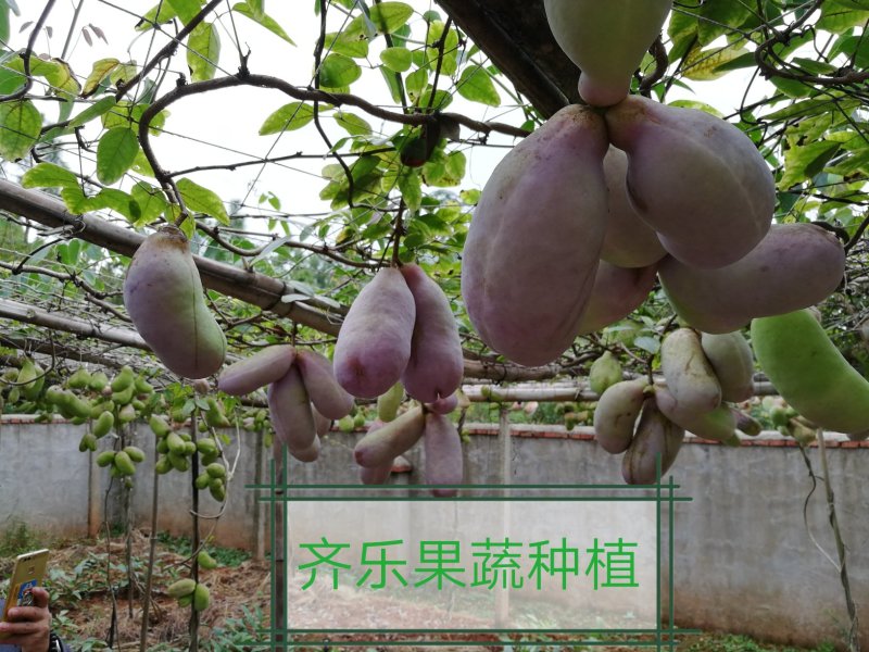预知子八月瓜八月炸木通实生苗成活率高挂果快