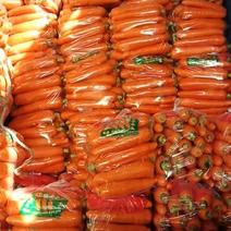 河北永年精品胡萝卜大量供应中，可供大型批发市场和超市