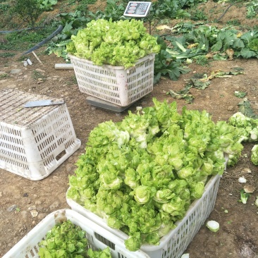 儿菜，基地供应，2斤以上
