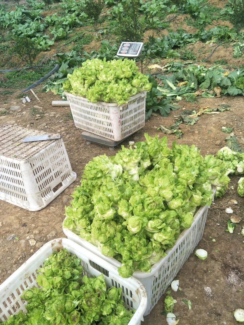 儿菜，基地供应，2斤以上