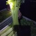 香芹45cm以上常年供应永不断货