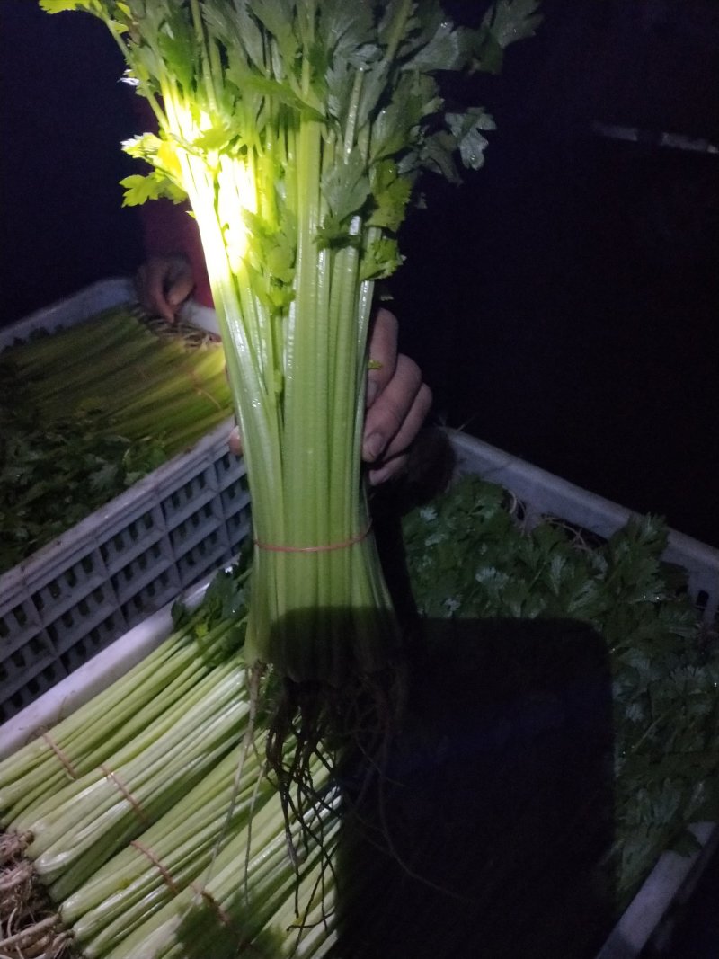 香芹45cm以上常年供应永不断货