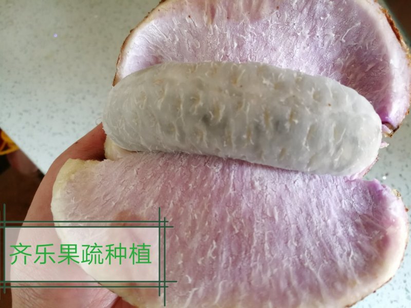 江西新品八月瓜苗八月炸紫红品种实生苗