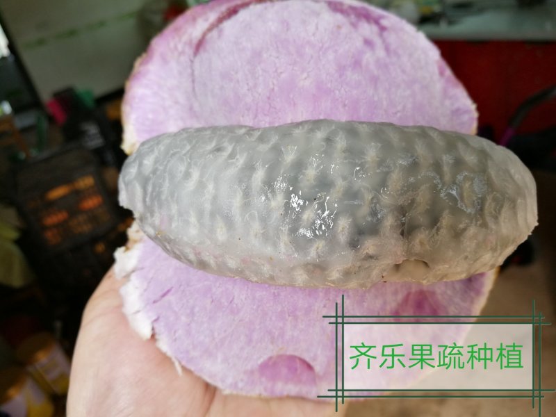 江西新品八月瓜苗八月炸紫红品种实生苗