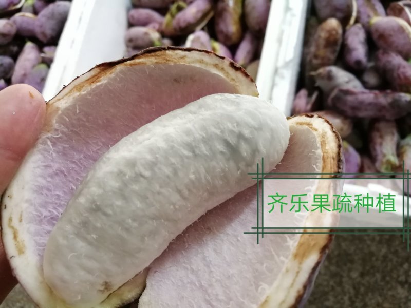 江西新品八月瓜苗八月炸紫红品种实生苗