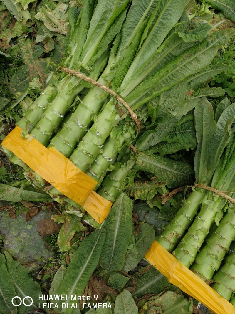 精品翡翠三青莴笋，皮薄肉绿，不空心脱节，表皮光滑！