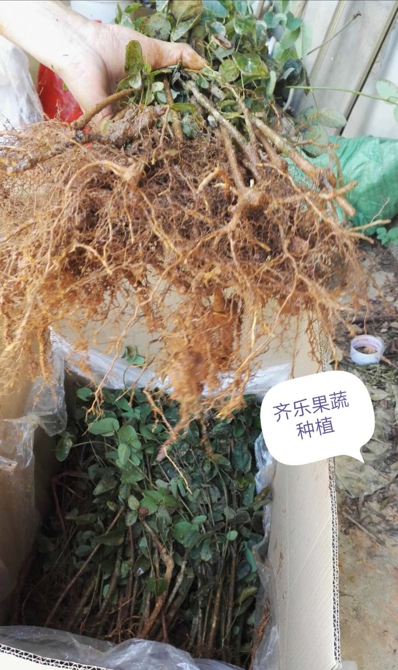 三叶木通苗八月瓜栽培苗