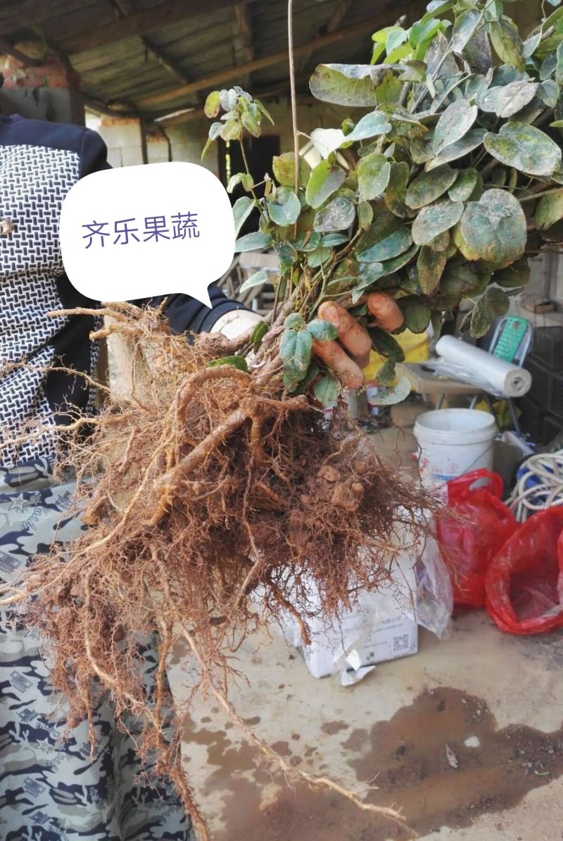 三叶木通苗八月瓜栽培苗
