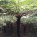 桫椤树