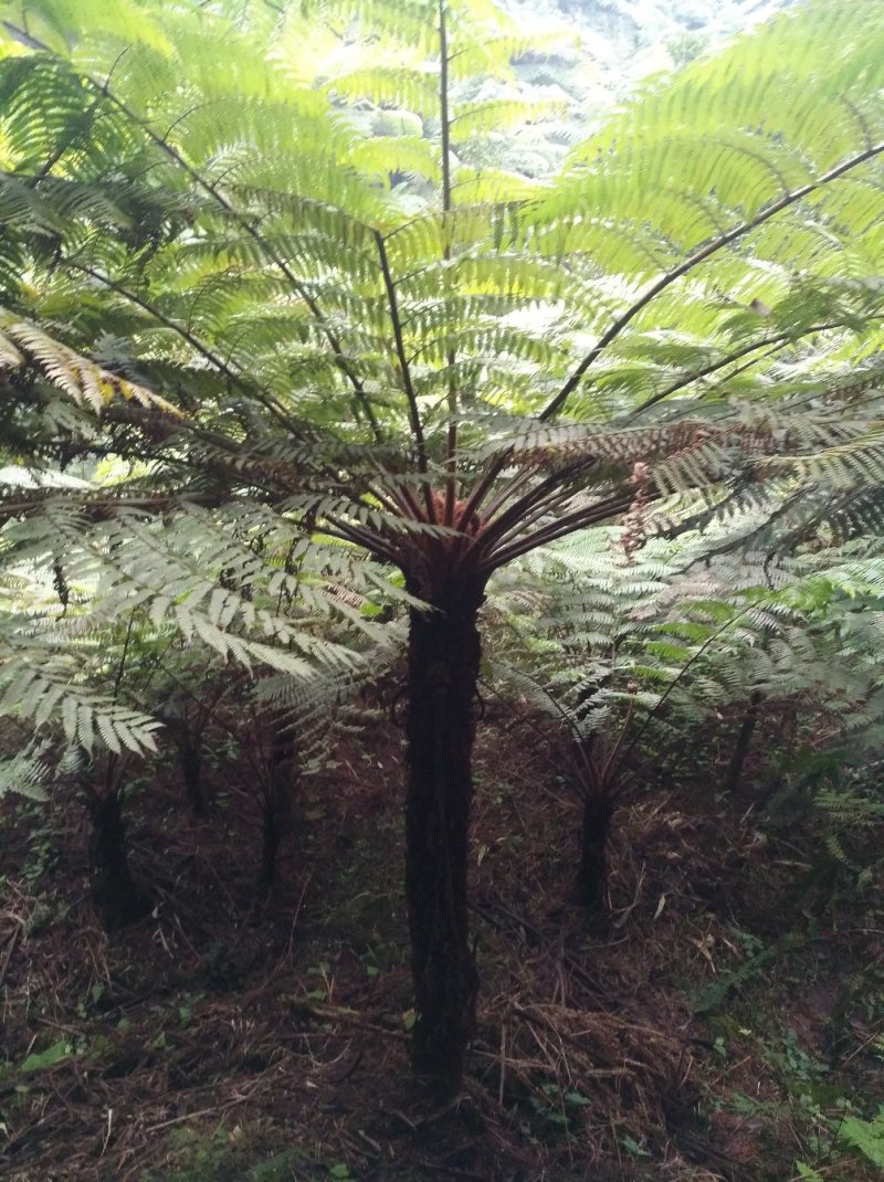 桫椤树