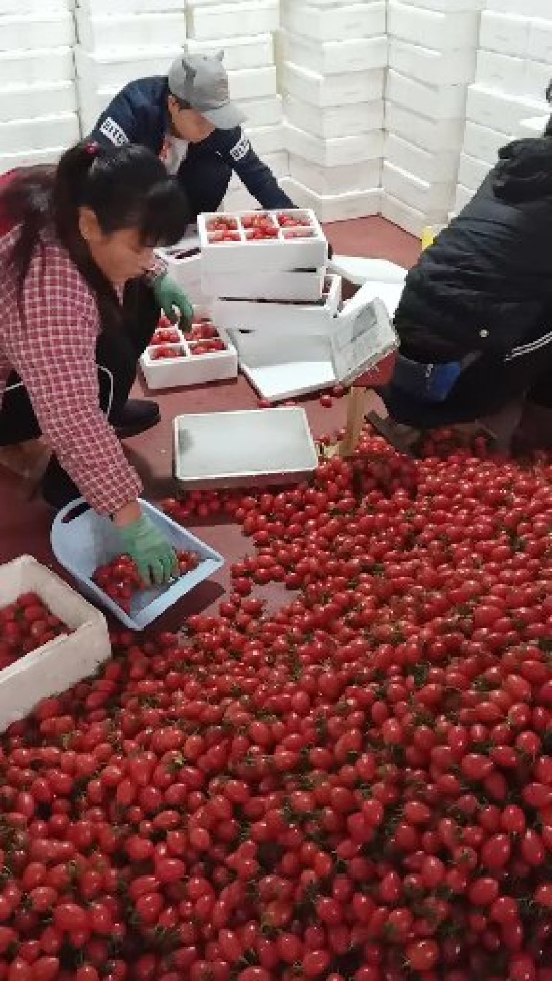 千禧6号圣女果贝贝圣女果颜色好把新鲜种植产地量大诚信代办