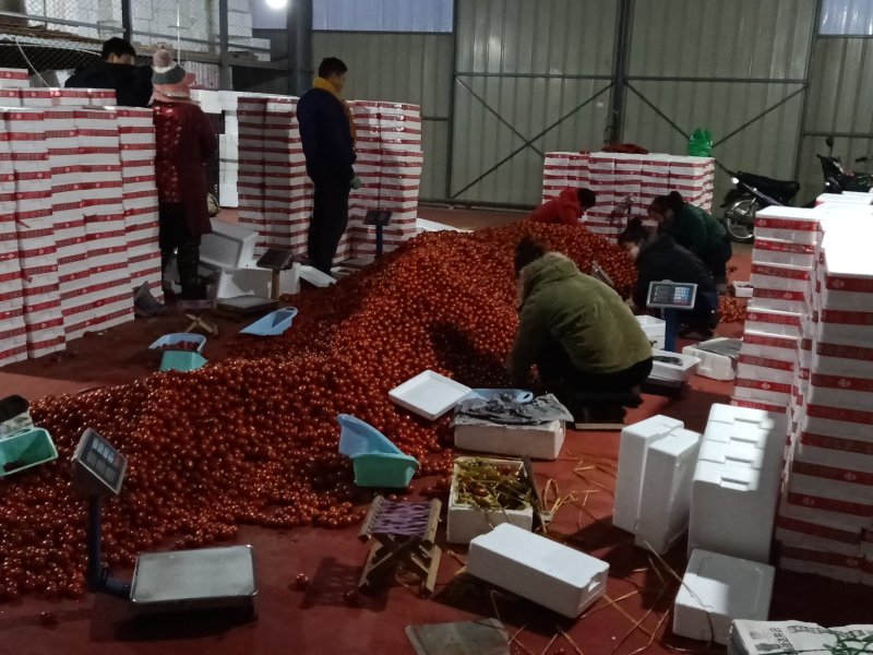 千禧6号圣女果贝贝圣女果颜色好把新鲜种植产地量大诚信代办