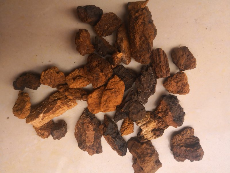桦树茸白桦茸俄罗斯1公斤起批无硫无添加不包邮