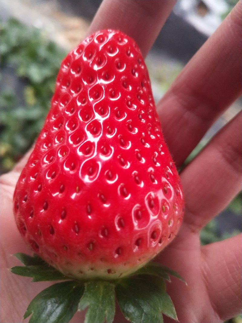 秒香奶油草莓