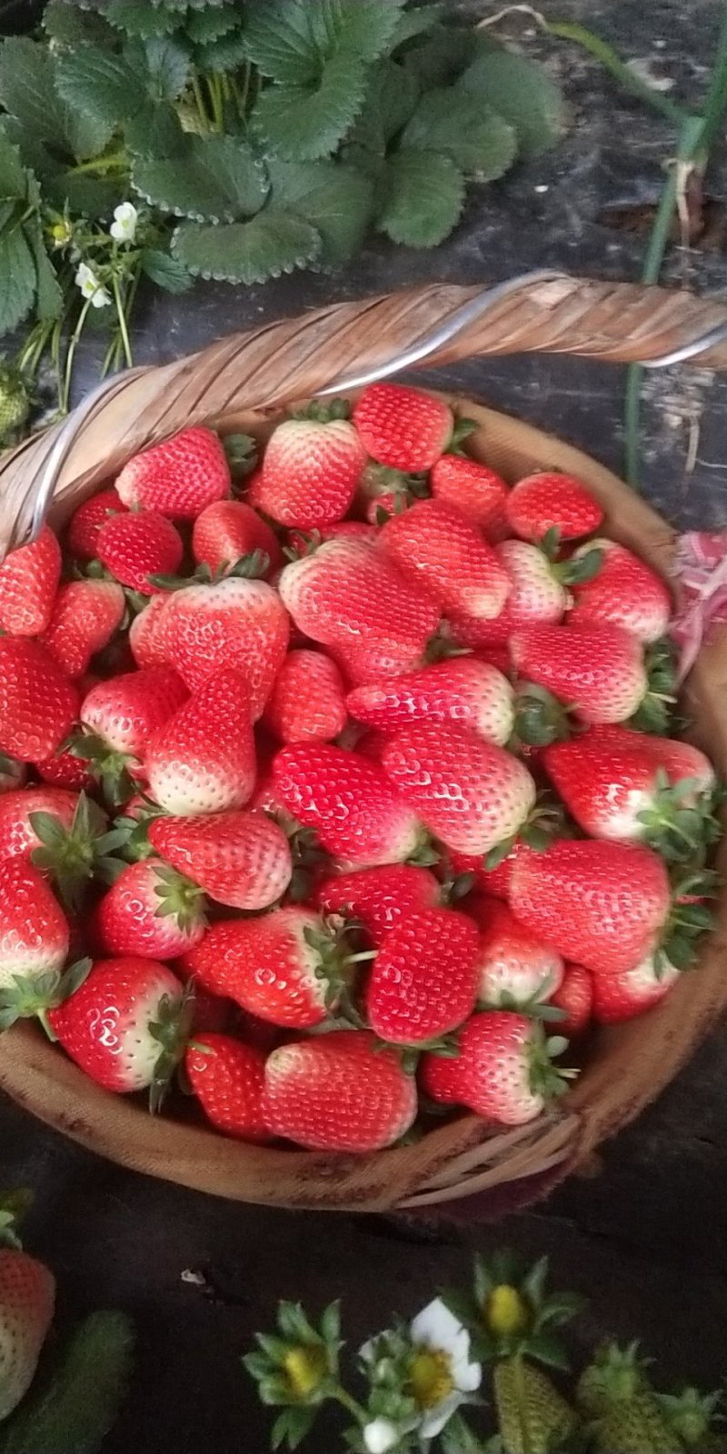 秒香奶油草莓