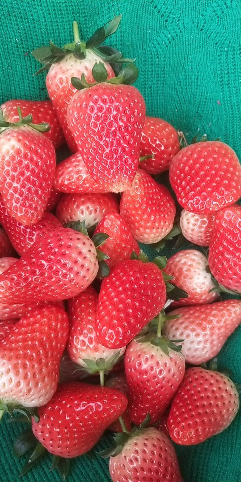 秒香奶油草莓