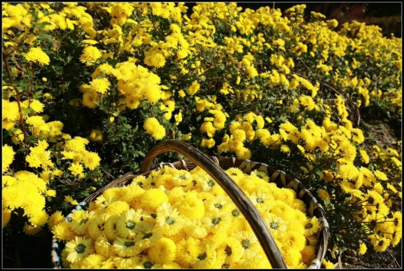 菊花