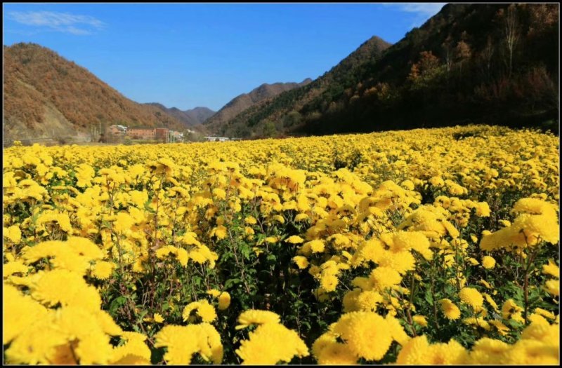菊花