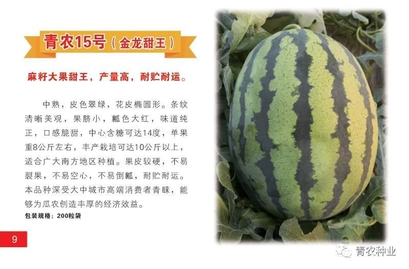 麻籽大果青农15号甜王早春露地神器