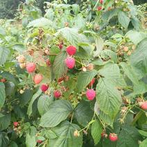 红树莓苗双季红树莓树莓苗现挖现发适合南北方种植