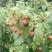 红树莓苗双季红树莓树莓苗现挖现发适合南北方种植