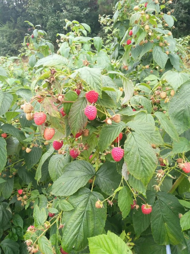 红树莓苗双季红树莓树莓苗现挖现发适合南北方种植