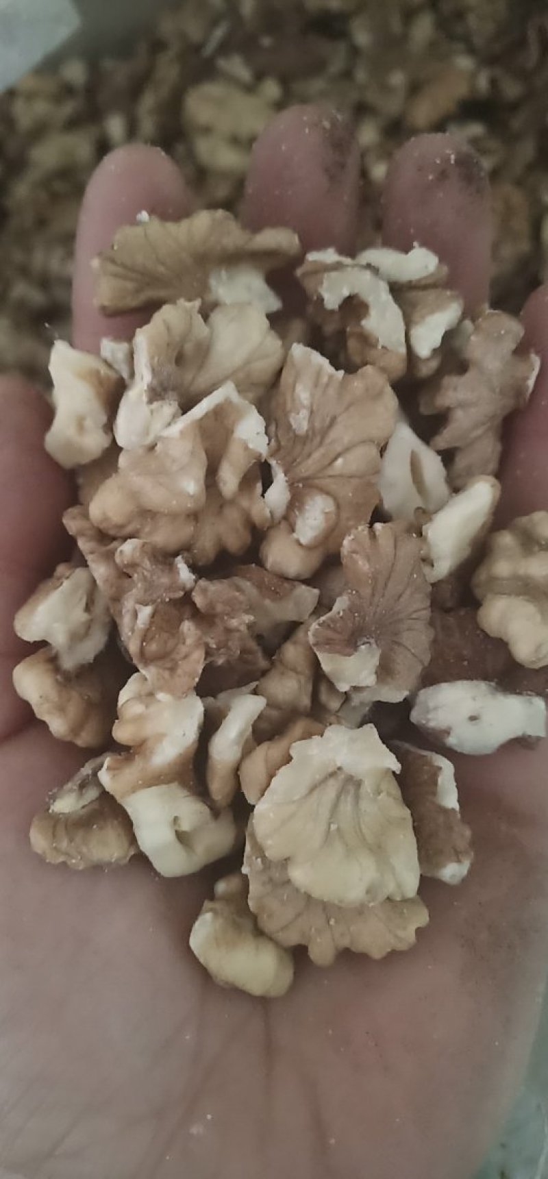老树核桃仁