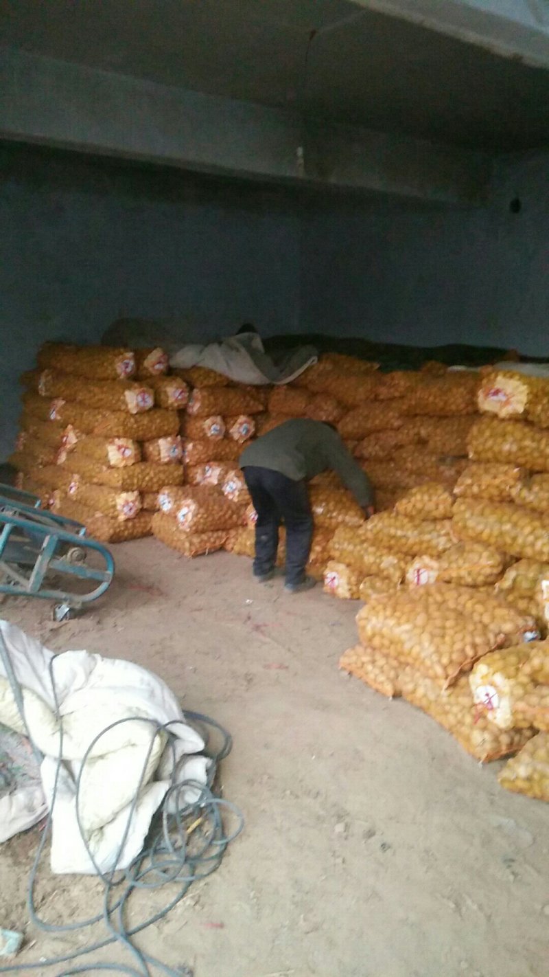 荷兰十五土豆种子
