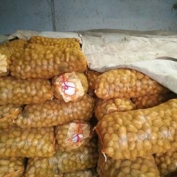 荷兰十五土豆种子