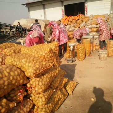 荷兰十五土豆黄皮黄心优质脱毒二级土豆品种货源充足价优