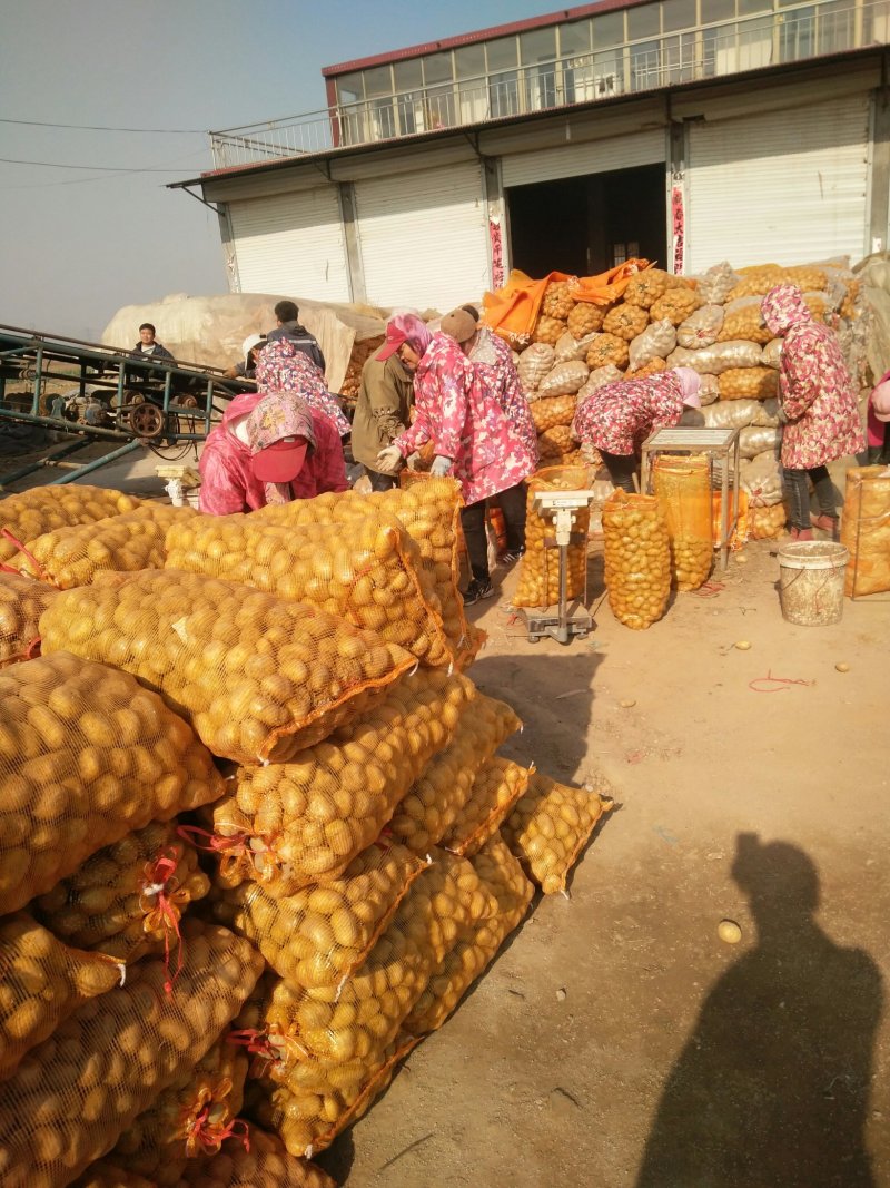 荷兰十五土豆黄皮黄心优质脱毒二级土豆品种货源充足价优