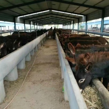 出售活驴德州肉驴三粉驴活体乌头驴6-8个月活体小