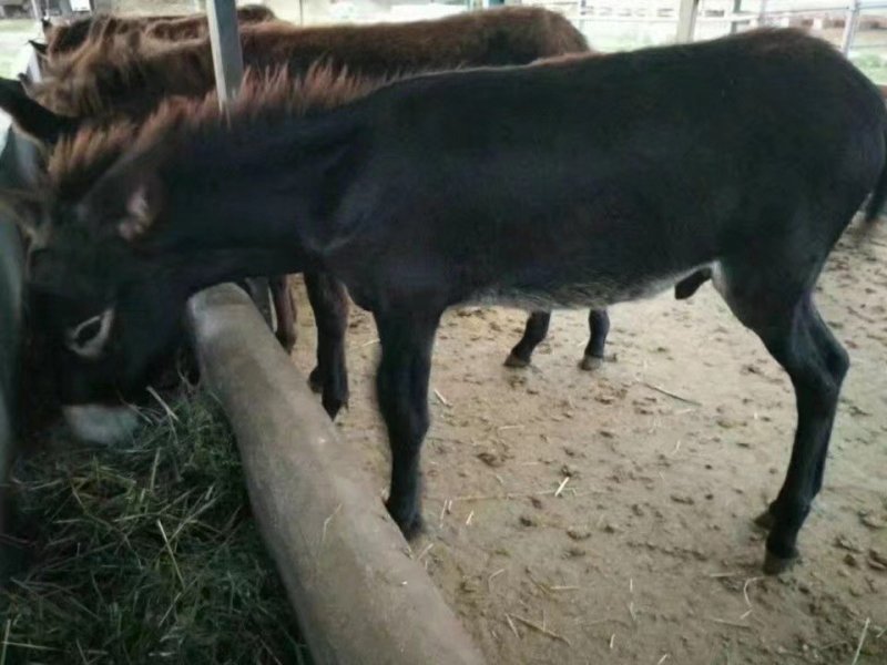 活驴出售肉驴小驴驹活体改良德州驴关中驴育肥种驴包邮免费运