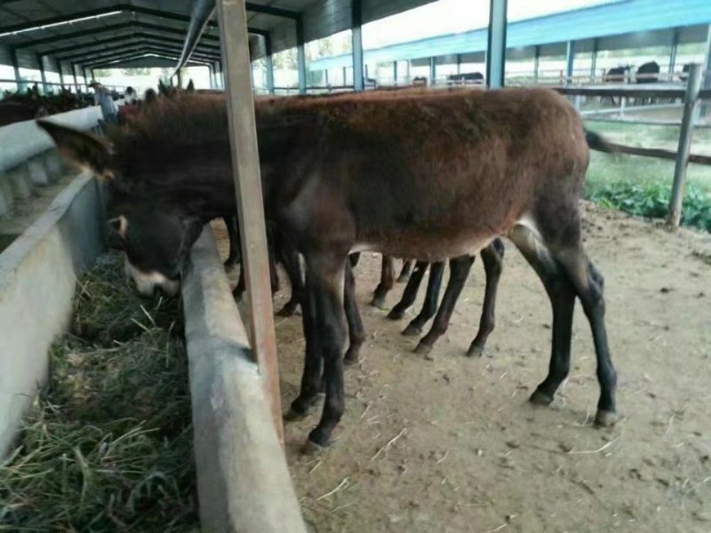 活驴出售肉驴小驴驹活体改良德州驴关中驴育肥种驴包邮免费运
