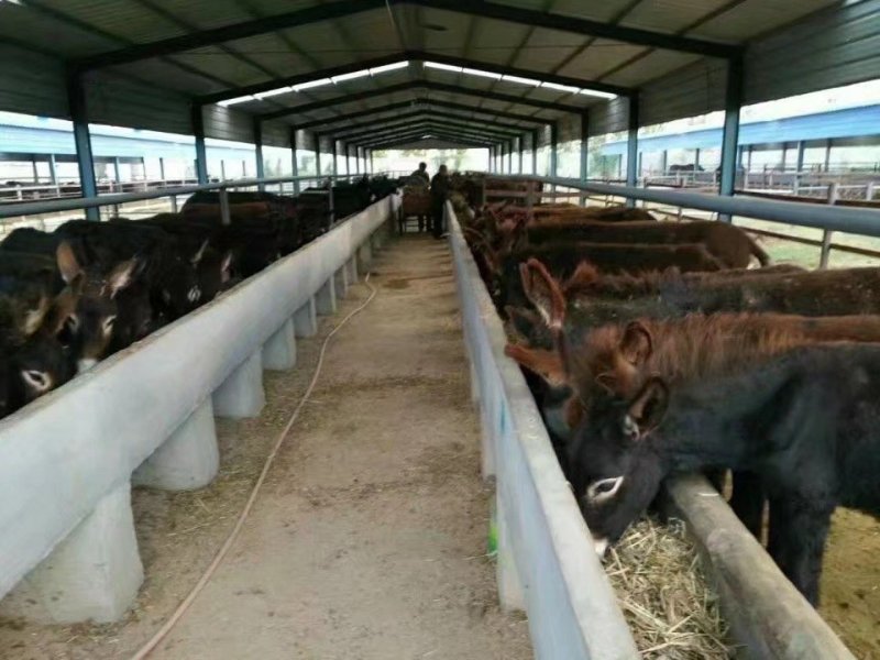 出售活驴德州肉驴三粉驴活体乌头驴6-8个月活体小