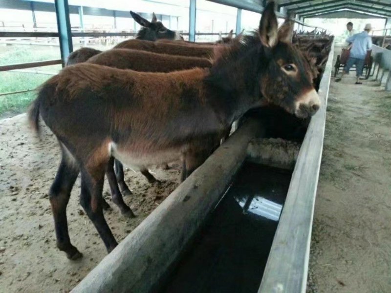 出售活驴德州肉驴三粉驴活体乌头驴6-8个月活体小