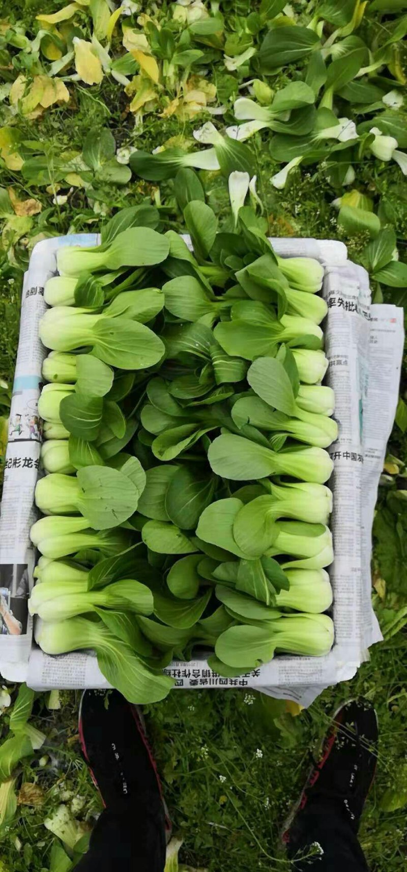 上海青小白菜15~20cm