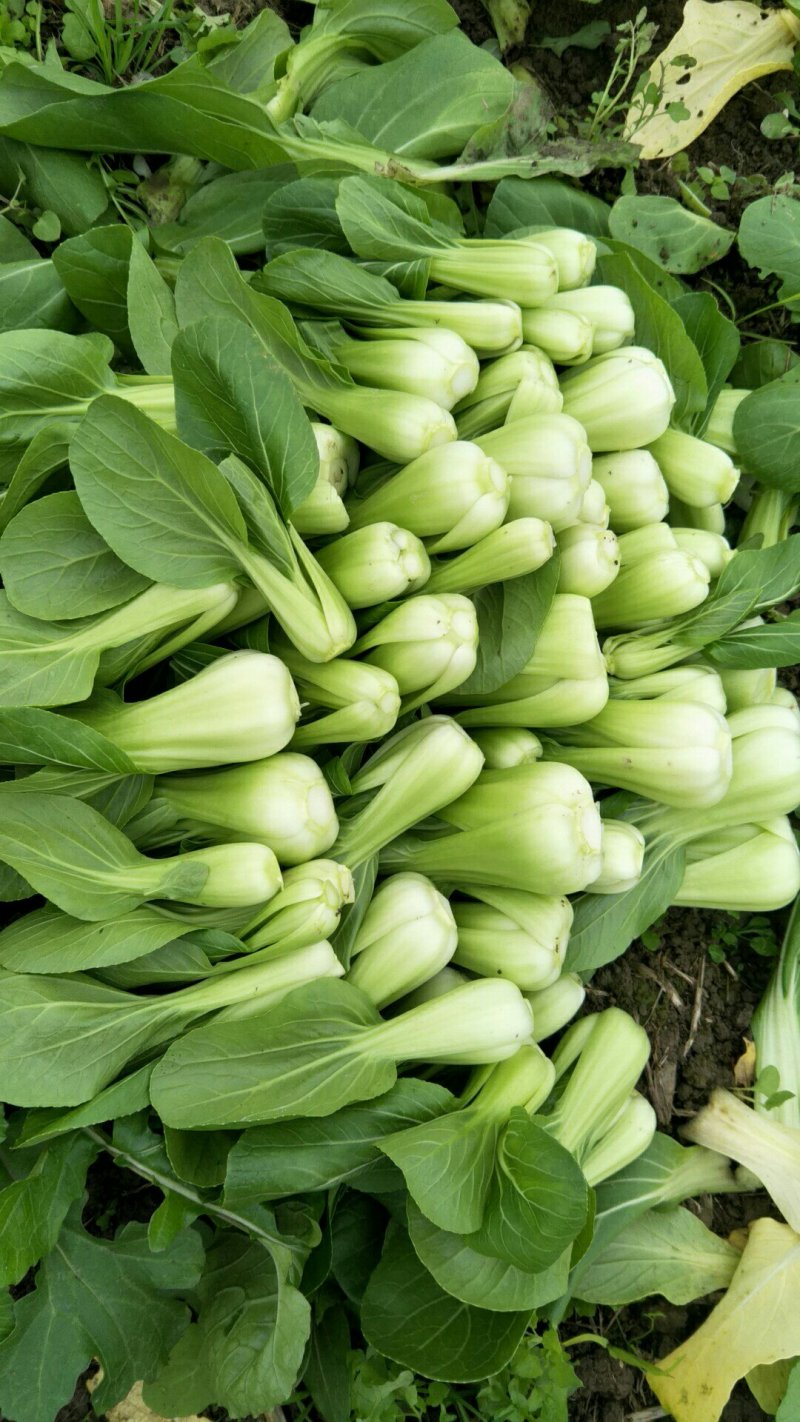 上海青小白菜15~20cm