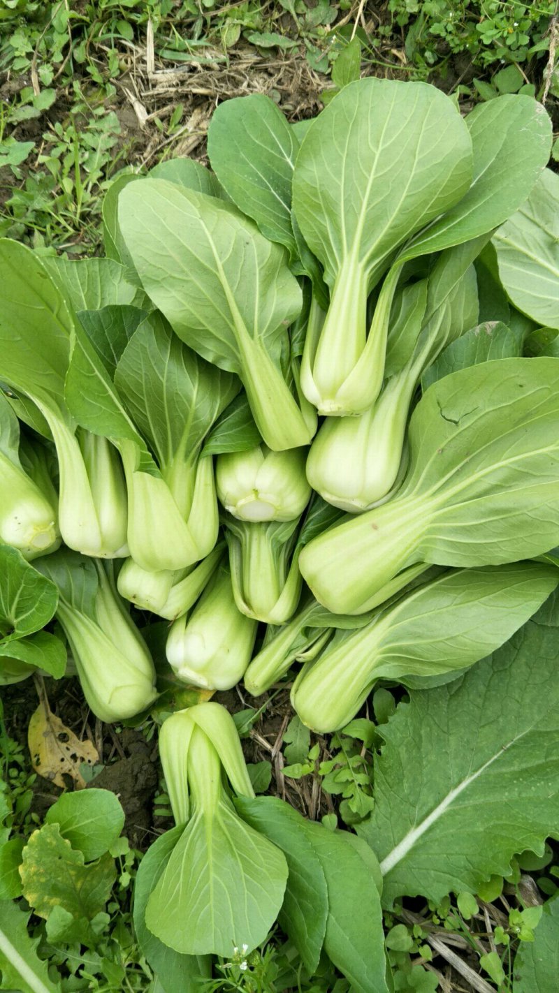 上海青小白菜15~20cm